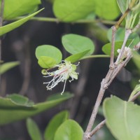 Capparis rotundifolia Rottler